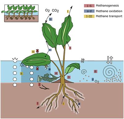 Methane dynamics in vegetated habitats in inland waters: quantification, regulation, and global significance